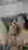 Low quality preview