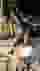 Low quality preview