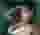 Low quality preview
