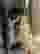 Low quality preview