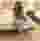 Low quality preview